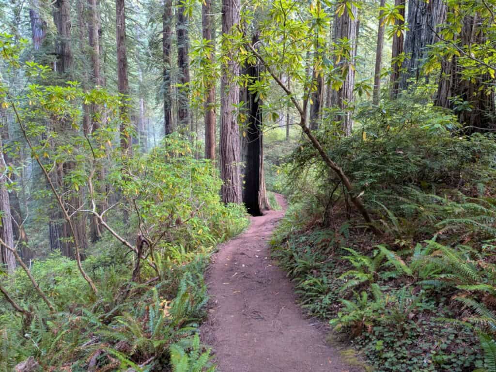 A picture of a hiking trail through a forest.